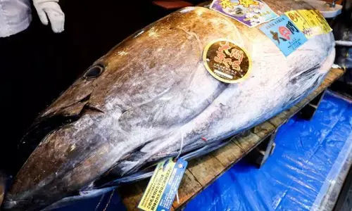 ਜਾਪਾਨ ਵਿੱਚ ਨਵਾਂ ਰਿਕਾਰਡ:  Vicki Bluefin Tuna fish for Rs 29 crore