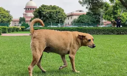 Supreme Court: ਆਵਾਰਾ ਕੁੱਤਿਆਂ ਦੇ ਮਸਲੇ ਤੇ ਸੁਪਰੀਮ ਕੋਰਟ ਦੀ ਟਿੱਪਣੀ, ਕੱਲ ਕੋਈ ਸੋਸਾਇਟੀ ਵਿੱਚ ਮੱਝ ਲੈਕੇ ਆ ਜਾਵੇ ਤਾਂ?
