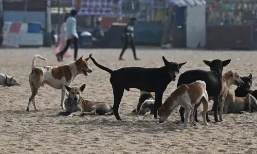 Street Dogs: ਤੇਲੰਗਾਨਾ ਚ ਅਵਾਰਾ ਕੁੱਤਿਆਂ ਨੂੰ ਫੜਨ ਤੇ ਲਾਈ ਗਈ ਰੋਕ, NGO ਦੀ ਅਪੀਲ ਤੇ ਹਾਈ ਕੋਰਟ ਦਾ ਵੱਡਾ ਫੈਸਲਾ