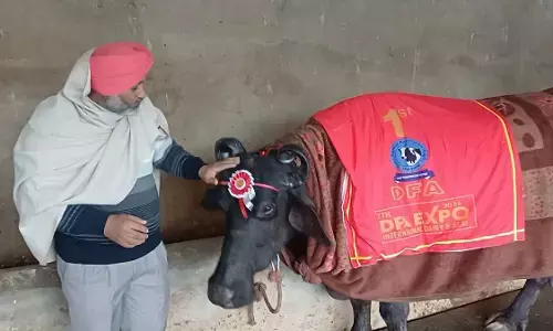 Buffalo Creates History: ਕਮਾਲ ਦੀ ਮੱਝ, ਸਾਢੇ 29 ਕਿੱਲੋ ਦੁੱਧ ਦੇਕੇ ਜਿੱਤੀ ਕਾਰ, ਪੰਜਾਬੀ ਸ਼ਖਸ ਨੇ ਪਿਆਰ ਨਾਲ ਹੈ ਪਾਲੀ