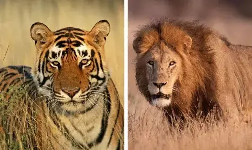 Lion Vs Tiger: ਚੀਤੇ ਤੇ ਸ਼ੇਰ ਵਿੱਚੋਂ ਕੌਣ ਹੁੰਦਾ ਜ਼ਿਆਦਾ ਤਾਕਤਵਰ? ਪਸ਼ੂ ਪ੍ਰੇਮੀਆਂ ਕੋਲ ਵੀ ਨਹੀਂ ਹੋਵੇਗਾ ਇਸ ਦਾ ਜਵਾਬ