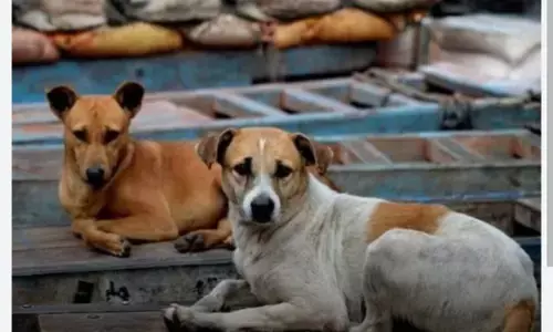 Street Dogs Killing: 300 ਅਵਾਰਾ ਕੁੱਤਿਆਂ ਦਾ ਬੇਰਿਹਮੀ ਨਾਲ ਕਤਲ, FIR ਹੋਈ ਦਰਜ