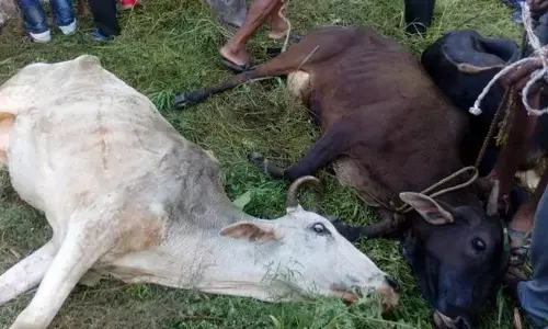 Animal Cruelty: ਚੰਡੀਗੜ੍ਹ ਚ ਸ਼ਰਮਸਾਰ ਹੋਈ ਇਨਸਾਨੀਅਤ, 60 ਗਾਵਾਂ ਤੇ ਵੱਛਿਆਂ ਦੀ ਦਰਦਨਾਕ ਮੌਤ, ਮਾਰ ਕੇ ਕੀਤੇ ਟੋਟੇ