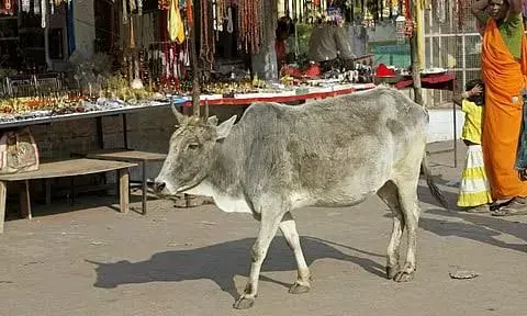 Govt Scheme For Farmers: ਕਿਸਾਨਾਂ ਦੀ ਹੋਈ ਬੱਲੇ-ਬੱਲੇ, ਅਵਾਰਾ ਪਸ਼ੂ ਪਾਲਣ ਤੇ ਸਰਕਾਰ ਦੇਵੇਗੀ 12 ਹਜ਼ਾਰ ਰੁਪਏ ਮਹੀਨਾ