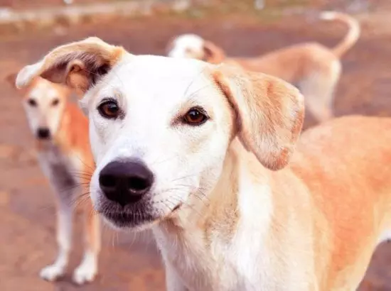 Street Dog kill: 300 ਆਵਾਰਾ ਕੁੱਤਿਆਂ ਨੂੰ ਮਾਰਨ ਵਿਰੁਧ ਪ੍ਰਸ਼ਾਸਨ ਨੇ ਲਿਆ ਵੱਡਾ ਐਕਸ਼ਨ Street Dog kill: 300 ਆਵਾਰਾ ਕੁੱਤਿਆਂ ਨੂੰ ਮਾਰਨ ਵਿਰੁਧ ਪ੍ਰਸ਼ਾਸਨ ਨੇ ਲਿਆ ਵੱਡਾ ਐਕਸ਼ਨ