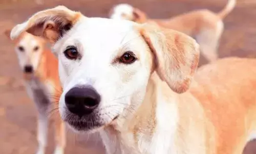 Street Dog kill: 300 ਆਵਾਰਾ ਕੁੱਤਿਆਂ ਨੂੰ ਮਾਰਨ ਵਿਰੁਧ ਪ੍ਰਸ਼ਾਸਨ ਨੇ ਲਿਆ ਵੱਡਾ ਐਕਸ਼ਨ