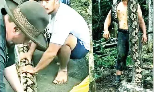 ਦੁਨੀਆ ਦਾ ਸਭ ਤੋਂ ਲੰਬਾ ਅਜਗਰ ਕਿਹੋ ਜਿਹਾ ਦਿਖਦਾ ਹੈ?