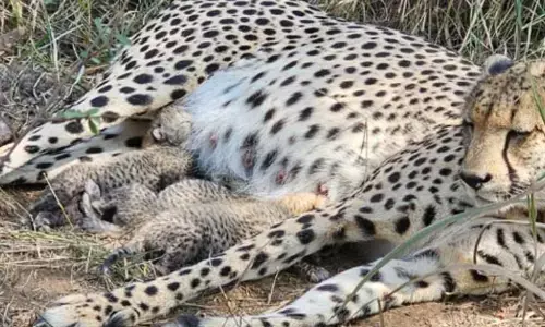 ਮੱਧ ਪ੍ਰਦੇਸ਼ ਚ 3 ਅਫ਼ਰੀਕਨ ਚੀਤਿਆਂ ਨੇ ਲਿਆ ਜਨਮ, ਕੂਨੋ ਨੈਸ਼ਨਲ ਪਾਰਕ ਚ ਪੱਸਰੀ ਖ਼ੁਸ਼ੀ ਦੀ ਲਹਿਰ