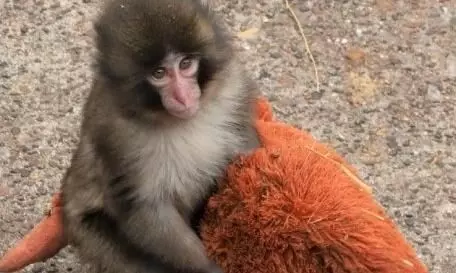 ਨੰਨ੍ਹੇ ਬਾਂਦਰ Punch ਦੀ ਦਰਦਾਨਾਕ ਕਹਾਣੀ, ਨਹੀਂ ਮਿਲਿਆ ਮਾਂ ਵਰਗਾ ਪਿਆਰ ਨੰਨ੍ਹੇ ਬਾਂਦਰ Punch ਦੀ ਦਰਦਾਨਾਕ ਕਹਾਣੀ, ਨਹੀਂ ਮਿਲਿਆ ਮਾਂ ਵਰਗਾ ਪਿਆਰ