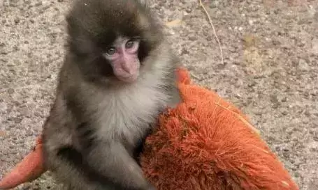 ਨੰਨ੍ਹੇ ਬਾਂਦਰ Punch ਦੀ ਦਰਦਾਨਾਕ ਕਹਾਣੀ,  ਨਹੀਂ ਮਿਲਿਆ ਮਾਂ ਵਰਗਾ ਪਿਆਰ