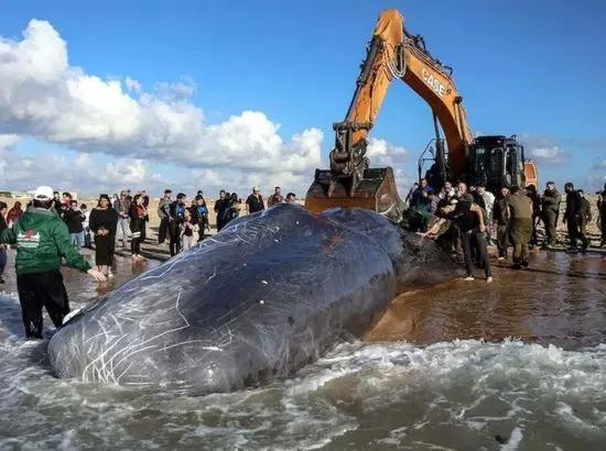 Dead body of long sperm whale: ਜੇਸੀਬੀ (JCB) ਨੂੰ ਵੀ ਕੱਢਣ ਲਈ ਕਰਨਾ ਪਿਆ ਭਾਰੀ ਸੰਘਰਸ਼ Dead body of long sperm whale: ਜੇਸੀਬੀ (JCB) ਨੂੰ ਵੀ ਕੱਢਣ ਲਈ ਕਰਨਾ ਪਿਆ ਭਾਰੀ ਸੰਘਰਸ਼