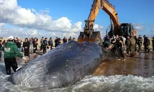 Dead body of long sperm whale: ਜੇਸੀਬੀ (JCB) ਨੂੰ ਵੀ ਕੱਢਣ ਲਈ ਕਰਨਾ ਪਿਆ ਭਾਰੀ ਸੰਘਰਸ਼