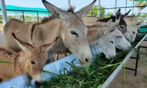 ਗਧੇ ਪਾਲ਼ ਕੇ ਬਣੋ ਅਮੀਰ, ਸਰਕਾਰ ਦੇ ਰਹੀ 50 ਲੱਖ ਰੁਪਏ, ਤੇਜ਼ੀ ਨਾਲ਼ ਘਟ ਰਹੀ ਗਧਿਆਂ ਦੀ ਗਿਣਤੀ