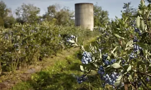 Canadas blueberries : ਭਾਰਤ ਚ ਆਯੋਜਿਤ ਕੀਤੇ ਜਾਣ ਵਾਲੇ ਵਪਾਰ ਮੇਲੇ ‘ਚ ਕਨੇਡਾ ਦੀ ਬਲੂਬੇਰੀ ਨੂੰ ਵੀ ਸ਼ਾਮਿਲ ਕੀਤਾ ਜਾਵੇਗਾ