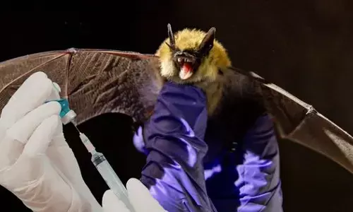 ਹੁਣ ਮੱਛਰ ਬਿਮਾਰੀ ਨਹੀਂ ਫੈਲਾਉਣਗੇ, ਬਲਕਿ ਇਲਾਜ ਕਰਨਗੇ