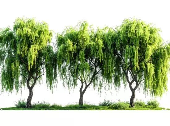 ਵੱਡੇ ਪੱਧਰ ਤੇ ਰੁੱਖ ਲਗਾਉਣਾ ਹੀ ਇੱਕ ਮਾਤਰ ਹੱਲ ਵੱਡੇ ਪੱਧਰ ਤੇ ਰੁੱਖ ਲਗਾਉਣਾ ਹੀ ਇੱਕ ਮਾਤਰ ਹੱਲ