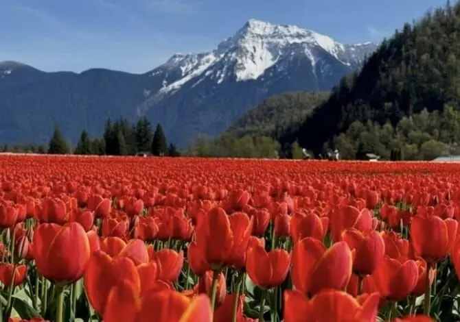 Harrison Tulip Fair: ਹੈਰਿਸਨ ਟਿਊਲਿਪ ਮੇਲਾ : ਬਸੰਤ ਦੇ ਰੰਗਾਂ ਨਾਲ ਖਿੜੇਗਾ ਬ੍ਰਿਟਿਸ਼ ਕੋਲੰਬੀਆ Harrison Tulip Fair: ਹੈਰਿਸਨ ਟਿਊਲਿਪ ਮੇਲਾ : ਬਸੰਤ ਦੇ ਰੰਗਾਂ ਨਾਲ ਖਿੜੇਗਾ ਬ੍ਰਿਟਿਸ਼ ਕੋਲੰਬੀਆ