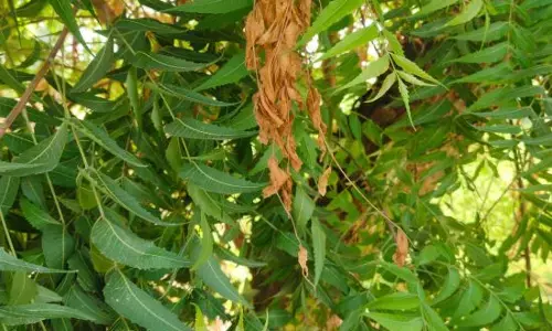 Health Tips : ਸਵੇਰੇ ਖਾਲੀ ਪੇਟ ਨਿੰਮ ਖਾਣ ਦੇ ਚਮਤਕਾਰੀ ਫਾਇਦੇ: ਬੱਚਿਆਂ ਦੇ ਦਿਮਾਗੀ ਵਿਕਾਸ ਅਤੇ ਸਰੀਰਕ ਸਿਹਤ ਲਈ ਕਿਉਂ ਹੈ ਜ਼ਰੂਰੀ? Health Tips : ਸਵੇਰੇ ਖਾਲੀ ਪੇਟ ਨਿੰਮ ਖਾਣ ਦੇ ਚਮਤਕਾਰੀ ਫਾਇਦੇ: ਬੱਚਿਆਂ ਦੇ ਦਿਮਾਗੀ ਵਿਕਾਸ ਅਤੇ ਸਰੀਰਕ ਸਿਹਤ ਲਈ ਕਿਉਂ ਹੈ ਜ਼ਰੂਰੀ?