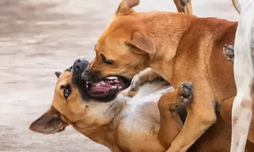 ਕੁੱਤਿਆਂ ਦੀਆਂ ਲੜਾਈਆਂ ਕਰਵਾਉਣ ਵਿਰੁੱਧ ਹਾਈ ਕੋਰਟ ਹੋਈ ਸਖ਼ਤ, ਕਿਹਾ– ਕੋਈ ਵੀ ਵਿਅਕਤੀ ਦਰਜ ਕਰਵਾ ਸਕਦਾ ਹੈ ਐਫ਼ਆਈਆਰ