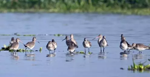 ਪੰਜਾਬ ਦੀਆਂ ਜਲਗਾਹਾਂ ਤੋਂ ਘਟਣ ਲੱਗੇ ਪ੍ਰਵਾਸੀ ਪੰਛੀ, ਤਾਜ਼ਾ ਸਰਵੇਖਣ ਚ ਵੱਡਾ ਤੱਥ ਆਇਆ ਸਾਹਮਣੇ ਪੰਜਾਬ ਦੀਆਂ ਜਲਗਾਹਾਂ ਤੋਂ ਘਟਣ ਲੱਗੇ ਪ੍ਰਵਾਸੀ ਪੰਛੀ, ਤਾਜ਼ਾ ਸਰਵੇਖਣ ਚ ਵੱਡਾ ਤੱਥ ਆਇਆ ਸਾਹਮਣੇ