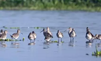 ਪੰਜਾਬ ਦੀਆਂ ਜਲਗਾਹਾਂ ਤੋਂ ਘਟਣ ਲੱਗੇ ਪ੍ਰਵਾਸੀ ਪੰਛੀ, ਤਾਜ਼ਾ ਸਰਵੇਖਣ ਚ ਵੱਡਾ ਤੱਥ ਆਇਆ ਸਾਹਮਣੇ ਪੰਜਾਬ ਦੀਆਂ ਜਲਗਾਹਾਂ ਤੋਂ ਘਟਣ ਲੱਗੇ ਪ੍ਰਵਾਸੀ ਪੰਛੀ, ਤਾਜ਼ਾ ਸਰਵੇਖਣ ਚ ਵੱਡਾ ਤੱਥ ਆਇਆ ਸਾਹਮਣੇ