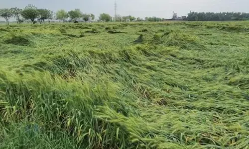 ਗੜੇਮਾਰ ਤੇ ਝੱਖੜ ਨੇ ਪੰਜਾਬ ਦੇ ਕਿਸਾਨਾਂ ਨੂੰ ਦਿੱਤਾ ਵੱਡਾ ਝਟਕਾ, ਧਰਤੀ ਤੇ ਵਿਛੀ ਕਈ ਮਹੀਨਿਆਂ ਦੀ ਮਿਹਨਤ