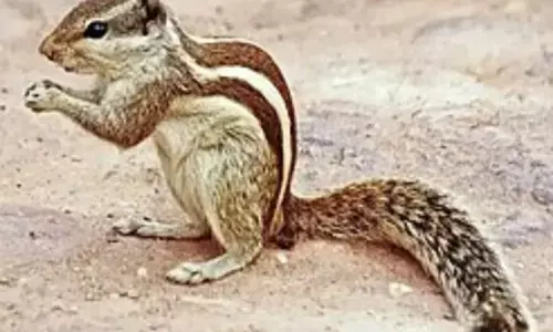 ਮਹਿੰਗਾਈ -  ਗਾਲੜ ਦੇ ਸਿਰ ਵਿਚ ਚਵਾਨੀ