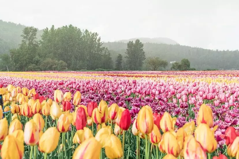 British Columbia ਵਿੱਚ ਖਿੜੇ ਰੰਗ-ਬਰੰਗੇ ਟਿਊਲਿਪ, 10 ਅਪ੍ਰੈਲ ਤੋਂ ਸ਼ੁਰੂ ਭਵਿਆ ਤਿਉਹਾਰ British Columbia ਵਿੱਚ ਖਿੜੇ ਰੰਗ-ਬਰੰਗੇ ਟਿਊਲਿਪ, 10 ਅਪ੍ਰੈਲ ਤੋਂ ਸ਼ੁਰੂ ਭਵਿਆ ਤਿਉਹਾਰ