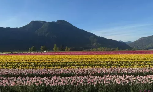 10 ਅਪ੍ਰੈਲ ਤੋਂ ਰੰਗ ਬਿਰੰਗੇ ਫੁੱਲਾਂ ਨਾਲ ਖਿੜੇਗਾ British Columbia