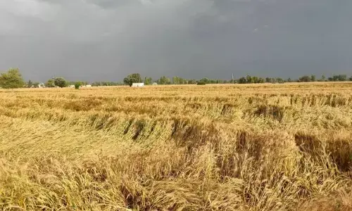 ਪੰਜਾਬ ਸਣੇ 7 ਰਾਜਾਂ ਚ ਮੀਂਹ ਤੇ ਗੜੇਮਾਰ ਨਾਲ਼ ਫ਼ਸਲਾਂ ਦੀ ਵਿਆਪਕ ਤਬਾਹੀ