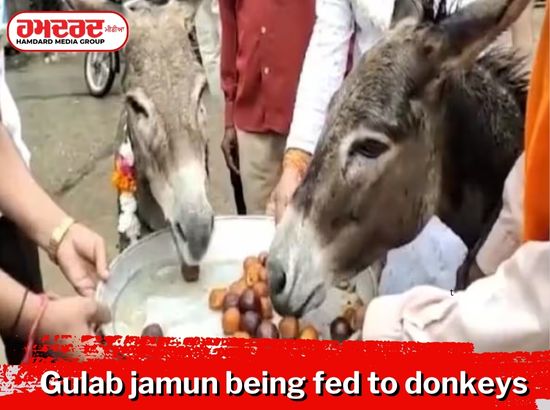 MP ਚ ਗਧਿਆਂ ਨੂੰ ਖੁਆਇਆ ਜਾ ਰਿਹਾ ਗੁਲਾਬ ਜਾਮੁਨ, ਕਾਰਨ ਸੁਣ ਕੇ ਹੋ ਜਾਓਗੇ ਹੈਰਾਨ