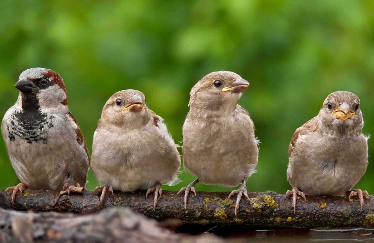 sparrows punjab