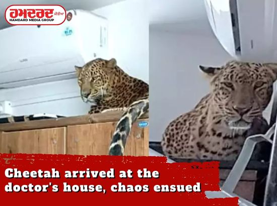 ਡਾਕਟਰ ਦੇ ਘਰ ਪੁੱਜਾ ਚੀਤਾ, ਮੱਚੀ ਹਫੜਾ-ਦਫੜੀ ਡਾਕਟਰ ਦੇ ਘਰ ਪੁੱਜਾ ਚੀਤਾ, ਮੱਚੀ ਹਫੜਾ-ਦਫੜੀ