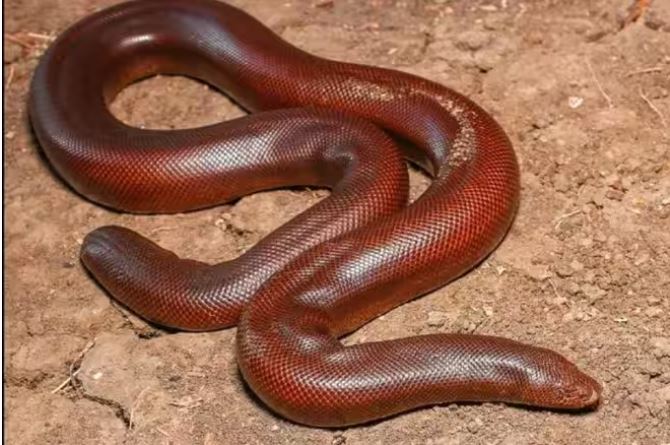 Four smugglers arrested including rare snake