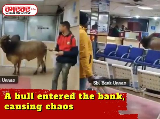 A bull entered the bank causing chaos