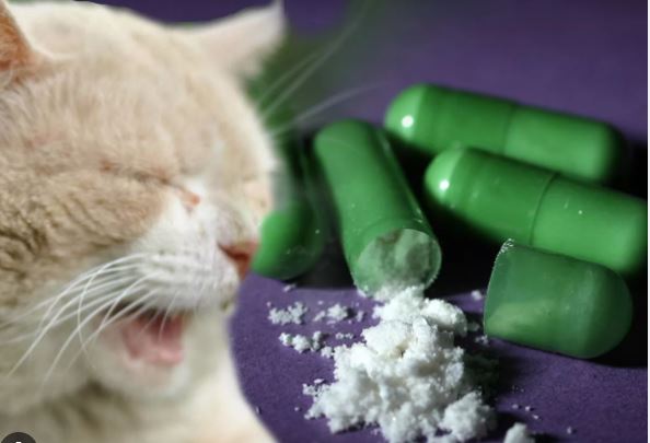 meow meow drug mephedrone