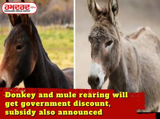 ਖੋਤੇ ਅਤੇ ਖੱਚਰਾਂ ਪਾਲਣ ਤੇ ਸਰਕਾਰੀ ਛੋਟ ਮਿਲੇਗੀ, ਸਬਸਿਡੀ ਦਾ ਵੀ ਐਲਾਨ